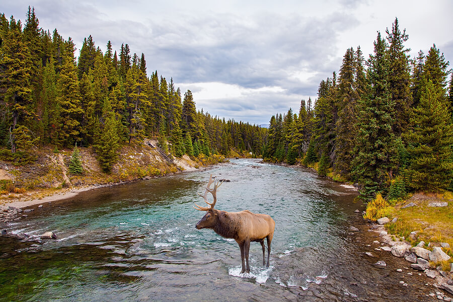 A photo of a place to do your US taxes in Canada while sitting in a forest watching the wildlife stand in the water.