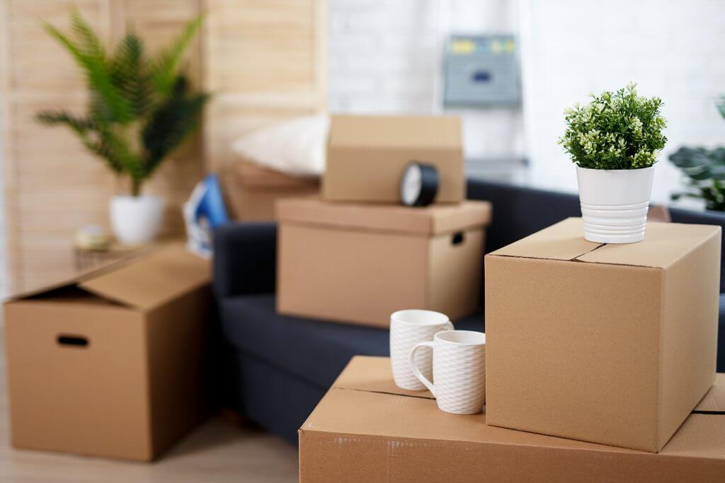 Moving back to the us. A picture of boxes, plants, and white mugs.
